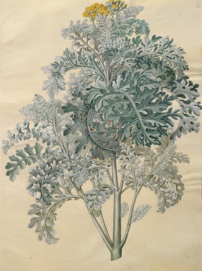 Senecio bicolor by Johannes Simon Holtzbecher